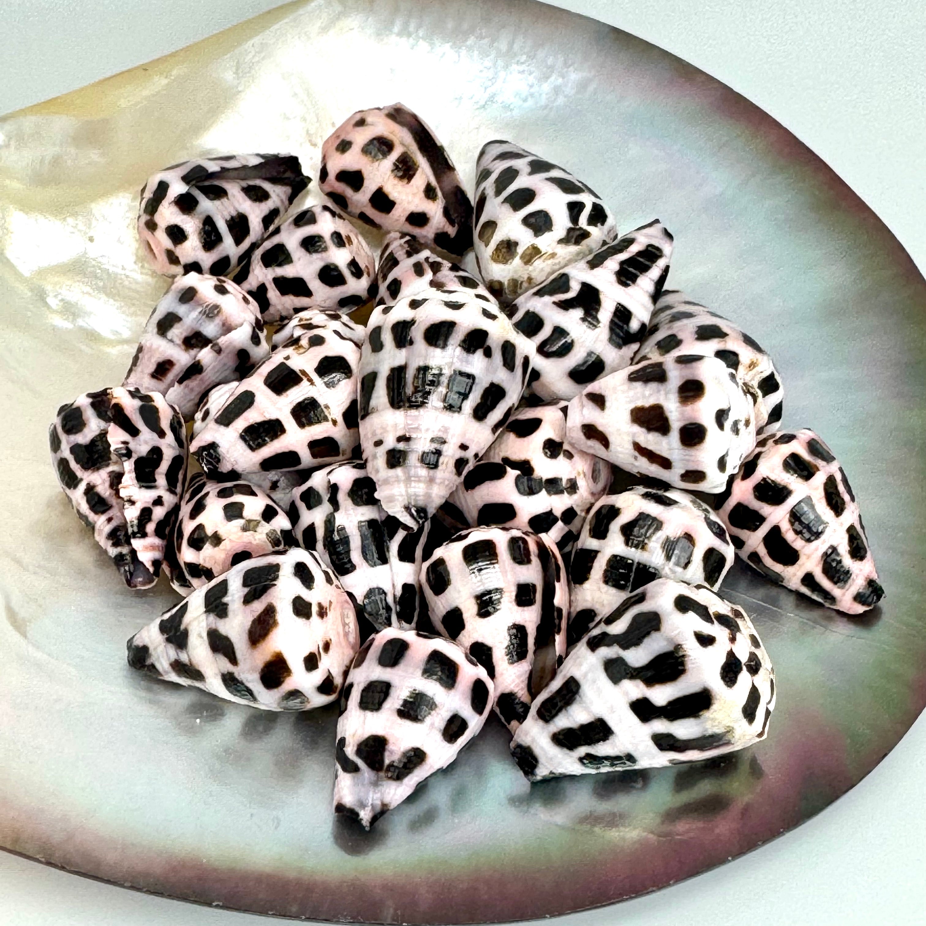 Cone Shell Bangle Bracelet