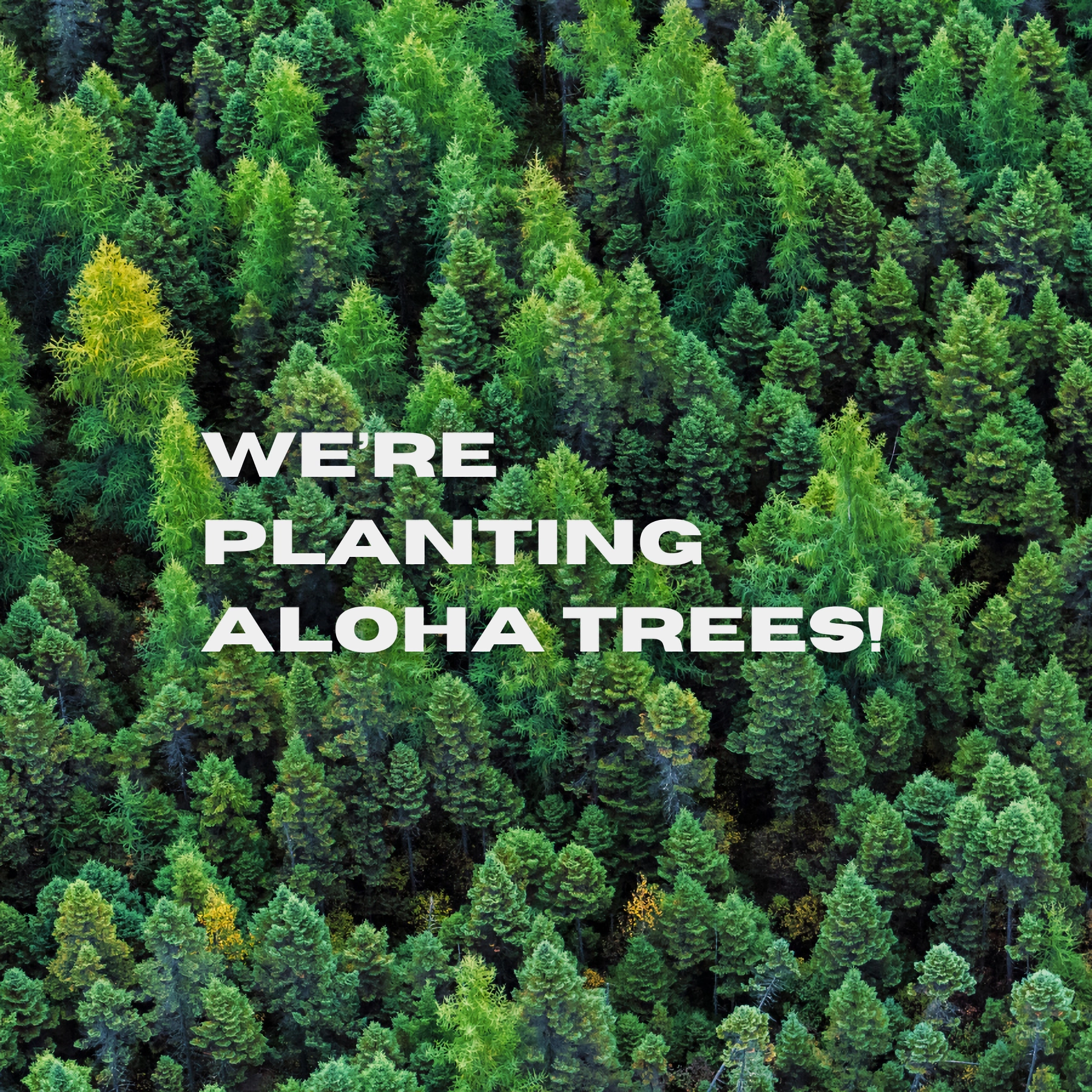 Aloha_Trees_900_x_900-8-2.png