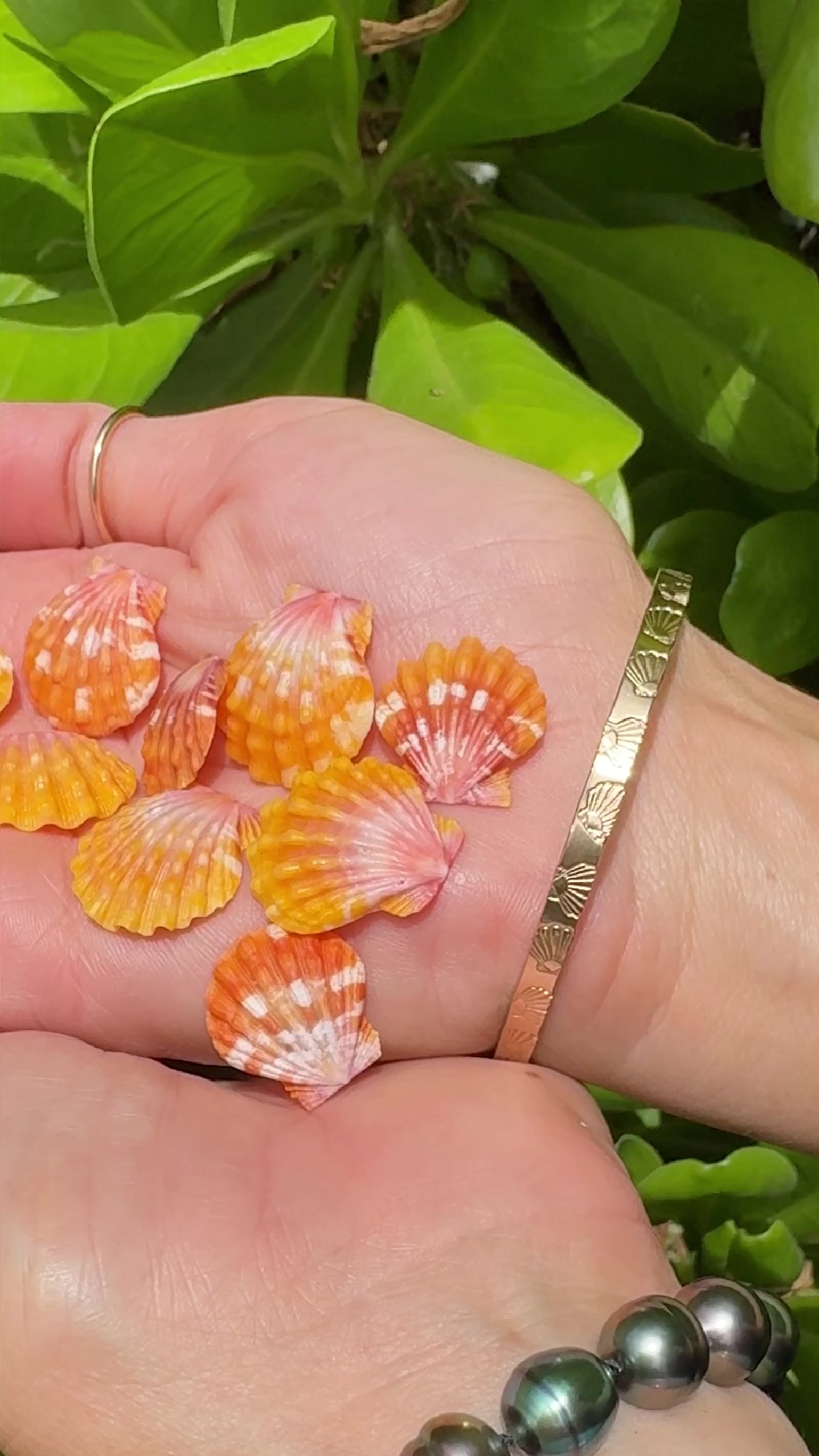Aloha Bangles Sunrise Shell Signature Bangle Bracelet