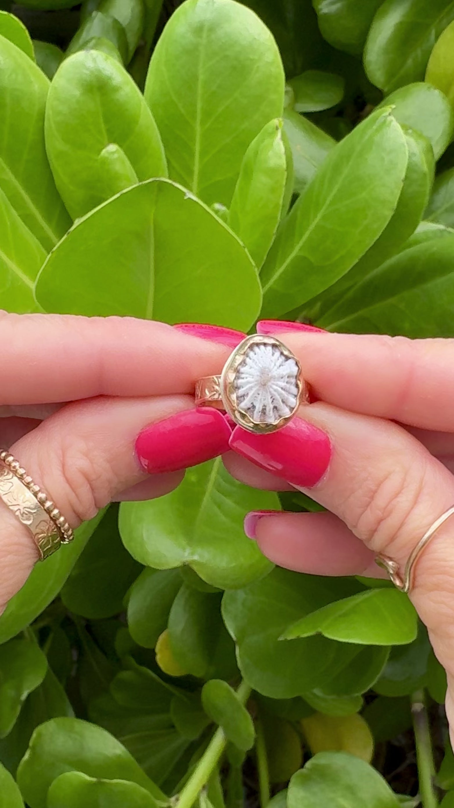 Tropical Gangster - White Opihi Bezeled Ring