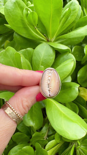 Tropical Gangster - Cowrie Bezeled Ring